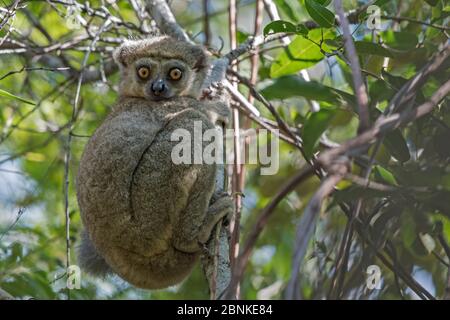 Western woolly lemur (Avahi occidentalis) alert individual up tree, Ankarafantsika National Park, Madagascar Stock Photo