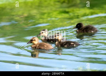 Mallard, ducklings (Anas Plathyrhynchos), France Stock Photo