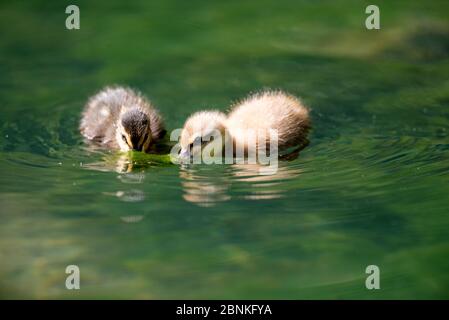 Mallard, duckling eating (Anas Plathyrhynchos), France Stock Photo