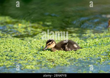 Mallard, duckling (Anas Plathyrhynchos), France Stock Photo