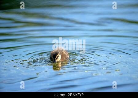 Mallard, duckling (Anas Plathyrhynchos), France Stock Photo