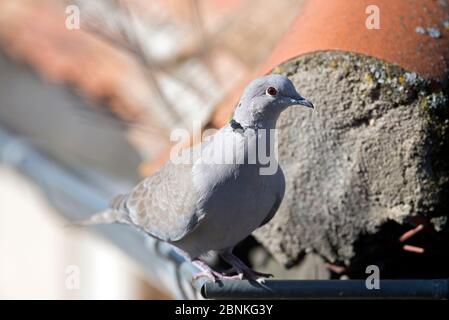 Collared dove (Streptopelia decaocto) on a roof / France Stock Photo