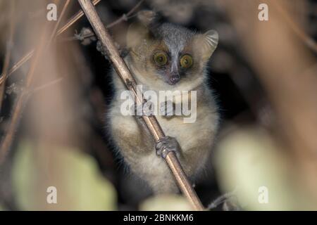 Golden-brown mouse lemur (Microcebus ravelobensis), Ankarafantsika National Park, Madagascar Stock Photo