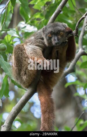 Sanford's brown lemur (Eulemur sanfordi) male, Ankarana National Park, Madagascar Stock Photo