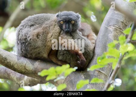 Sanford's brown lemur (Eulemur sanfordi) male, Ankarana National Park, Madagascar Stock Photo