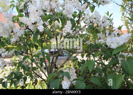 lilac bush Stock Photo