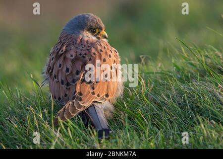 Common kestrel (Falco tinnunculus) hunkered down in grass, Zeeland, the Netherlands, December Stock Photo