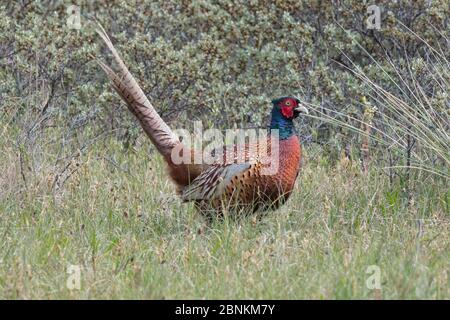 Common pheasant (Phasianus colchicus) male portrait, Texel, The Netherlands May Stock Photo