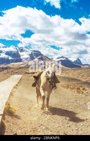 Horse running alone on the route to the Pastoruri glacier, in the Huascarán National Park, Huaraz / Peru. Tropical glacier at 5200 meters above sea le Stock Photo