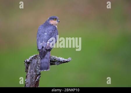 Sparrowhawk (Accipiter nisus) perching on lichen covered snag, Dumfries and Galloway, Scotland, UK, October.