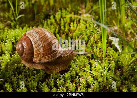 Helix pomatia is also a Roman or grape snail in nature in green moss. Stock Photo