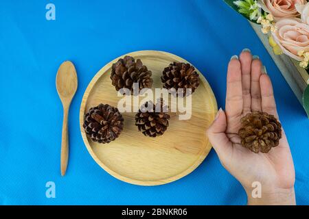 Hand holding dry pine cone on wood dish on blue background Stock Photo