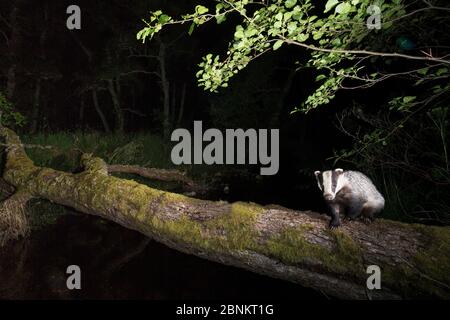 Badger (Meles meles) crossing a burn in alder woodland, Glenfeshie, Cairngorms National Park, Scotland, UK, August. Stock Photo