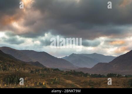 View across regenerating native woodland alongside Loch Affric towards Kintail hills, Glen Affric National Nature Reserve, Highland, Scotland, October Stock Photo