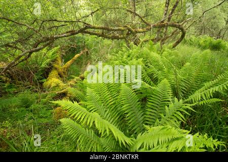 Ferns and mossy deadwood in Atlantic oakwood, Taynish National Nature Reserve, Argyll, Scotland, UK, June. Stock Photo