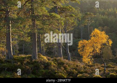 Silver birch (Betula pendula) and Scots pine (Pinus sylvestris) trees in autumn, Glen Affric, Highlands, Scotland, UK, Stock Photo