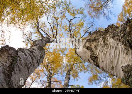 Silver Birch (Betula pendula) trees in autumn colour, Craigellachie National Nature Reserve, Aviemore, Cairngorms National Park, Scotland, UK, October Stock Photo