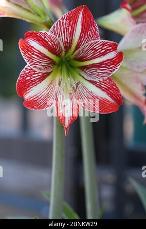 Closeup of a Hippeastrum Correiense. It is a flowering perennial herbaceous bulbous plant. Commonly referred to as an Amaryllis. Stock Photo