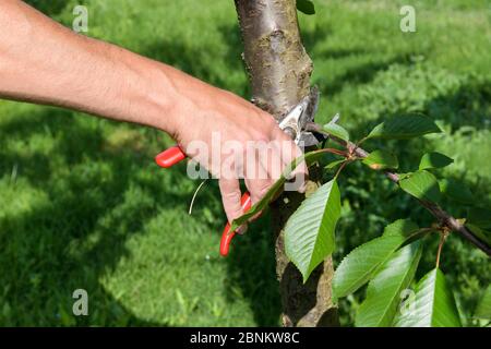 Farmer trimming a tree with pruning shears or secateurs cutting off unwanted growth of lower branches in a close up on his hand Stock Photo