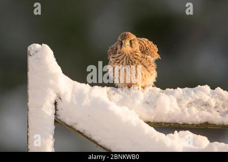 Kestrel (Falco tinnunculus) female perching on gate in snow, Scotland, UK, December. Stock Photo