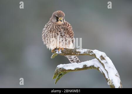 Kestrel (Falco tinnunculus) female perching on branch, Scotland, UK, January. Stock Photo