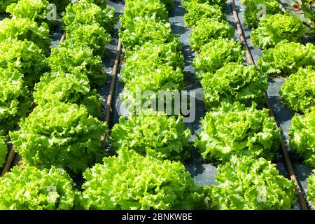 Rows of fresh leafy green lettuce plants under gentle cultivation on a farm in a full frame close up on the crop Stock Photo