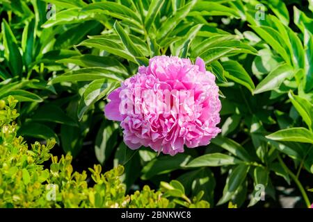 Single deep pink peony flower on a leafy green bush in close up growing outdoors in sunshine in a garden Stock Photo
