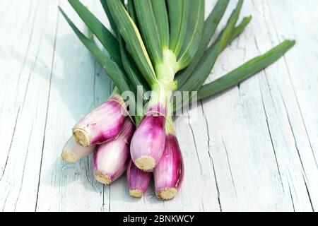 Bunch of freshly harvested spring onions with their green leaves on a rustic white wood table with copy space outdoors in sunshine Stock Photo