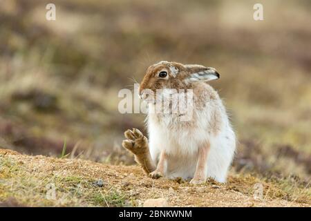 Mountain hare (Lepus timidus) in spring pelage, sitting with paw raised, Scotland, UK, April. Stock Photo