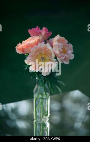 Beautiful pink peonies in a glass vase. Flowers in a vase on a mirror table. Peonies with bokeh. Stock Photo