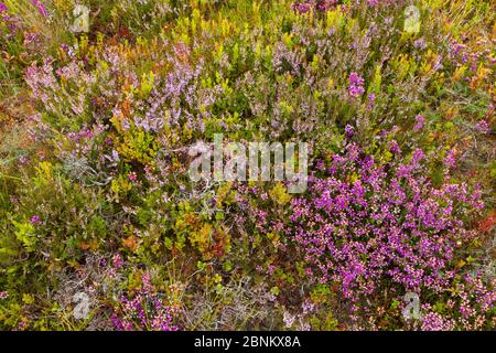 Mosiac of Cross leaved heath (Erica tetralix), Ling (Calluna vulgaris), Bell heather (Erica cinerea) and Bilberry (Vaccinium myrtillus) on upland heat Stock Photo