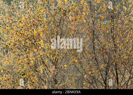 Autumn leaves on Silver Birch (Betula pendula) on frosty morning, Cairngorms National Park, Scotland, UK, November. Stock Photo