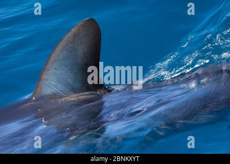 Shortfin mako shark (Isurus oxyrinchus) dorsal fin cutting the surface, off the West Coast of Auckland, New Zealand, February Stock Photo