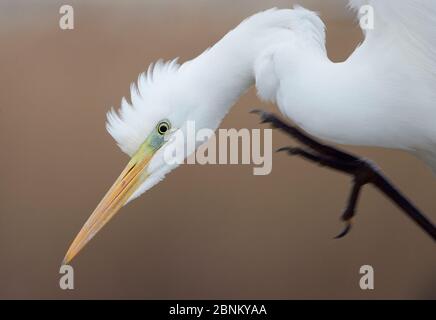 Great white egret (Egretta alba) scratching, Hungary January Stock Photo