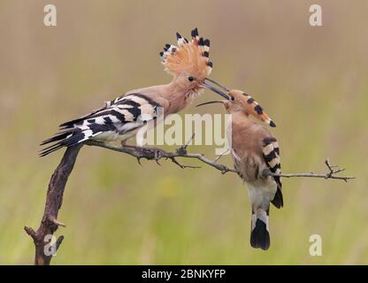 Hoopoe (Upupa epops) male giving mating gift to female, Hungary May Stock Photo