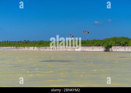 America, Caribbean, Greater Antilles, Dominican Republic, Oviedo, Laguna de Oviedo, flamingos fly over the Laguna de Oviedo Stock Photo