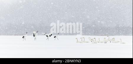 Japanese / Red-crowned cranes (Grus japonicus) group of four displaying with Whooper swans (Cygnus cygnus) resting on the snow and ice, Hokkaido Japan Stock Photo