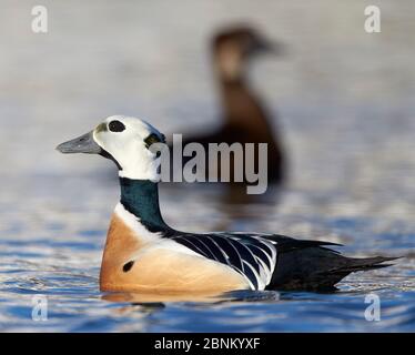 Steller's eider (Polysticta stelleri) male and female on water, Norway Batsfjord March Stock Photo