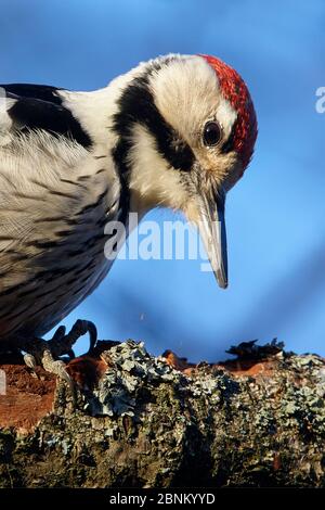 White-backed woodpecker (Dendrocopos leucotos) male portrait, Kotka Finland January Stock Photo