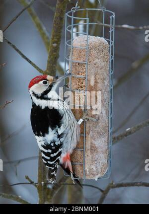White-backed woodpecker (Dendrocopos leucotos) at feeder, Helsinki Finland February Stock Photo