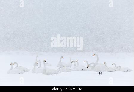 Whooper swans (Cygnus cygnus) flock resting in snow storm, Hokkaido Japan February Stock Photo