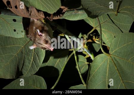 Derby's woolly opossum (Caluromys derbianus) La Laguna del Lagarto