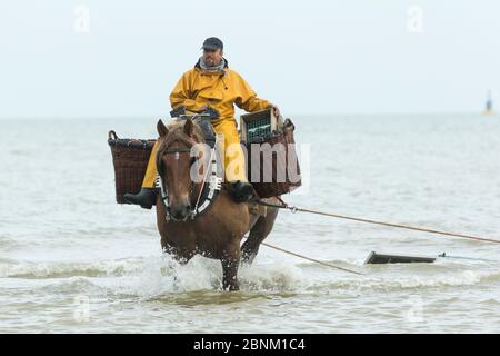 Shrimp Fisherman in Blackpool, Lancashire. Dec 2018. UK Weather