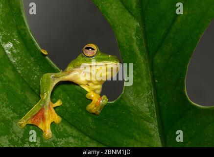 Malabar gliding frog (Rhacophorus malabaricus), showing webbing between fingers and toes used for gliding.  Coorg, Karnataka, India. Endemic to Wester Stock Photo