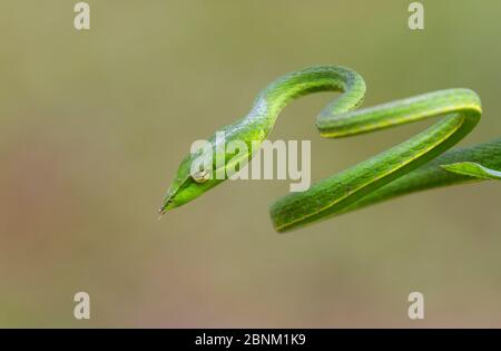 Green vine snake (Aheatulla nasuta), Agumbe, Karnataka Stock Photo