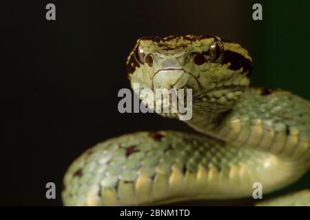 Malabar pit viper (Trimeresurus malabaricus), green colour morph. Agumbe, Karnataka, Western Ghats, India. Endemic. Stock Photo