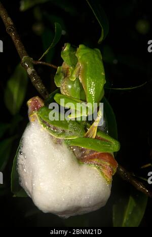 Malabar gliding frog (Rhacophorus malabaricus), pair in amplexus, building foam nest over water body. Coorg, Karnataka, India. Endemic to Western Ghat Stock Photo