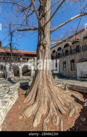A giant sequoia in the yard of the Bachkovo Monastery Complex. With a cat. Stock Photo