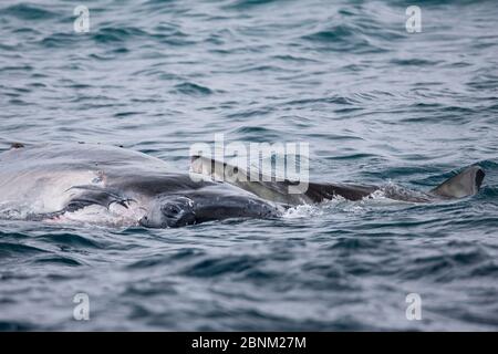 Great white shark (Carcharodon carcharias) feeding on a recently deceased humpback whale calf (Megaptera novaeangliae), around six metres long off the Stock Photo
