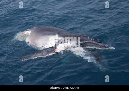 Humpback whale (Megaptera novaeangliae) calf around six metres long with distinctive bite marks from a Great White Shark (Carcharodon carcharias) off Stock Photo